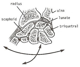 ellipsoidal joint: wrist joint