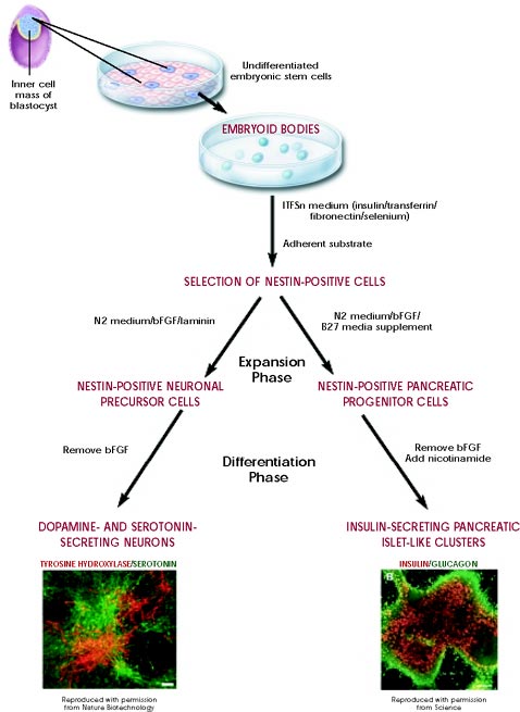 how embryonic stem cells are stimulated to differentiate