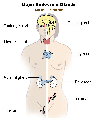 endocrine glands