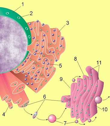 endoplasmic reticulum