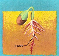 radicle grows and beomes main root