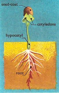 hypocotyl lengthes and plumule grows upward