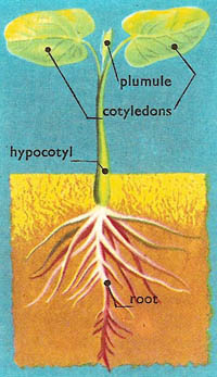 plumule appears and cotyledons turn green