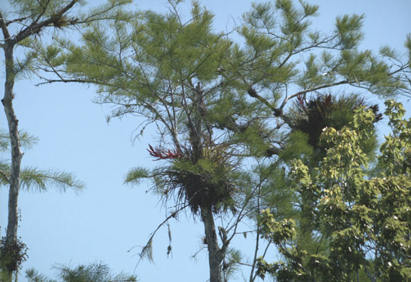 Cardinal wild pine