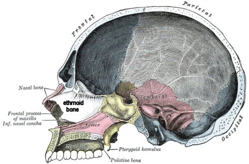 ethmoid bonx