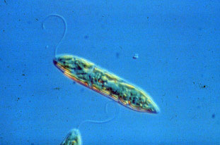 Euglena