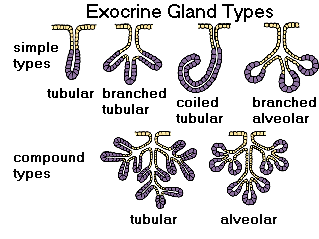 exocrine gland types