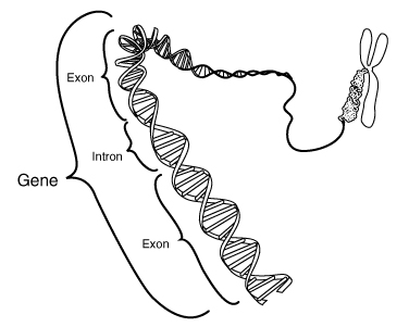 exons and intron