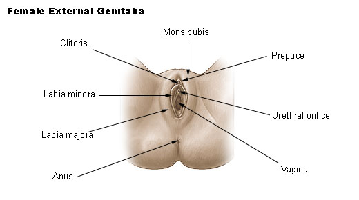 external female genitalia