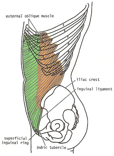 external oblique muscle