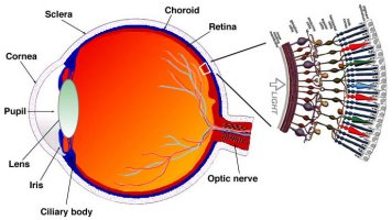 section of human eye