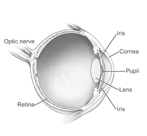 components of the eye