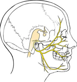 facial nerve