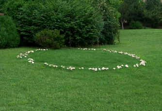 fairy ring