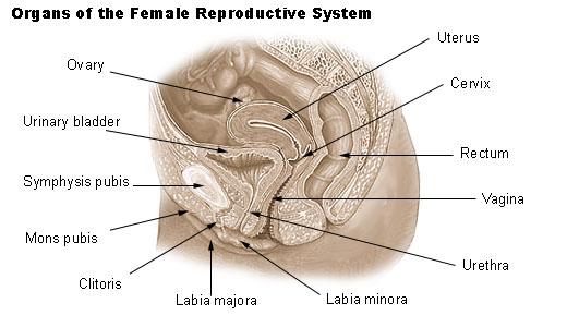 female reproductive system