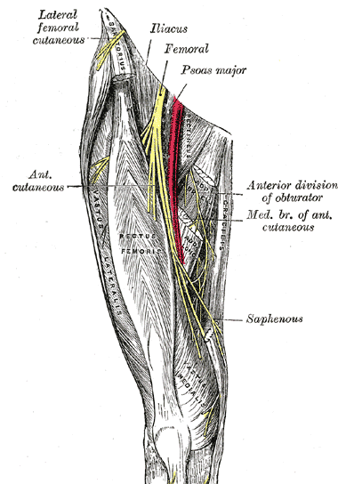 Femoral nerve