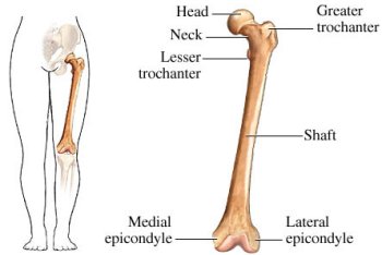 femur