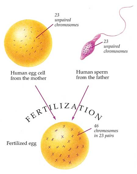 fertilization