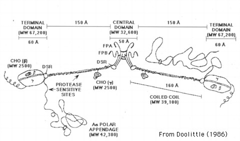 fibrinogen