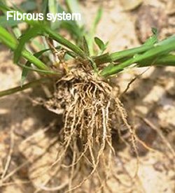 fibrous root system