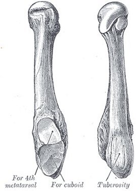 fifth metactarsal