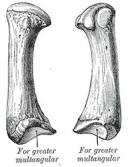 first metacarpal