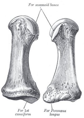 first metatarsal