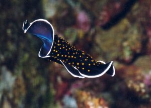 flatworm