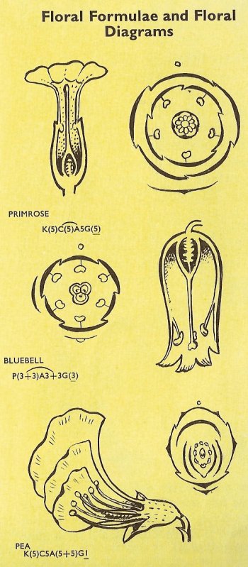 Floral formulae and diagrams