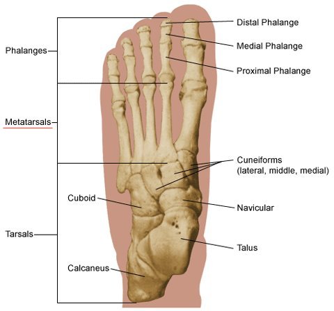 bones of the foot, seen from above