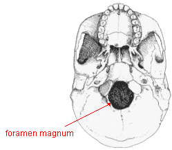 foramen magnum