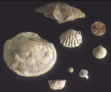 fossil brachiopods