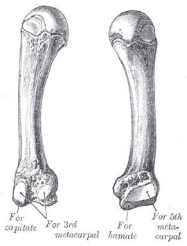 fourth metacarpal