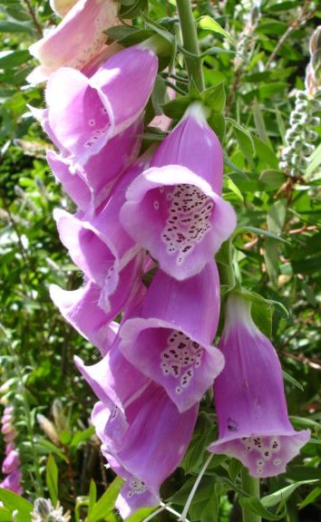 foxglove