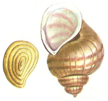 freshwater snail