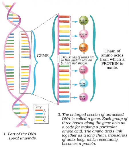 how the DNA code helps to make a protein