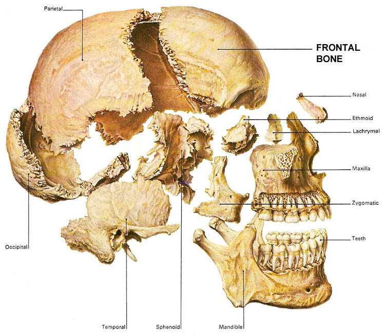 bones of the skull