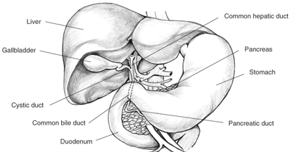 gall bladder and biliary system