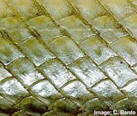 ganoid scales of the Florida gar