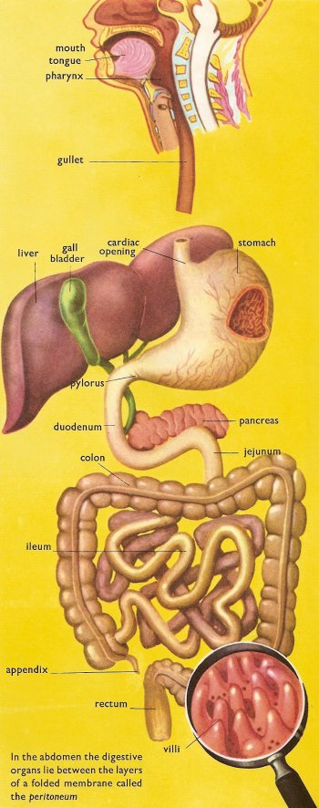 gastrointestinal tract