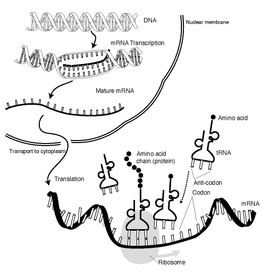 gene expression