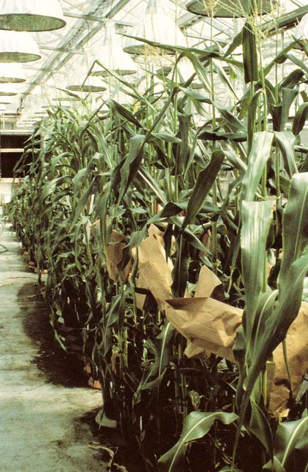 genetically-engineered corn