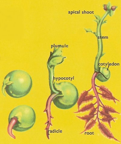 Stages in the germination and early growth of a pea