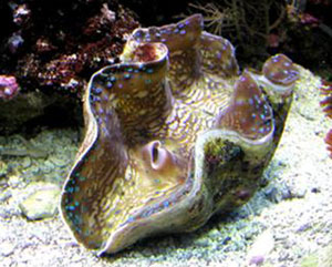 giant clam