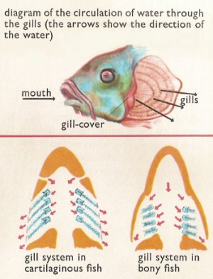 flow of water through gills