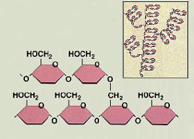 glycogen