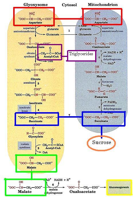 glyoxylate cycle