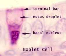 goblet cell