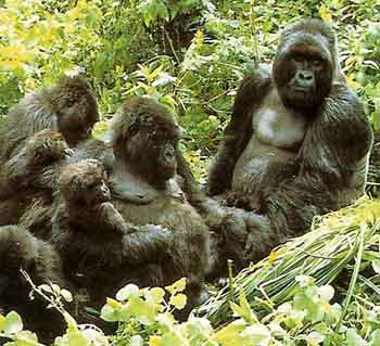 group of mountain gorillas