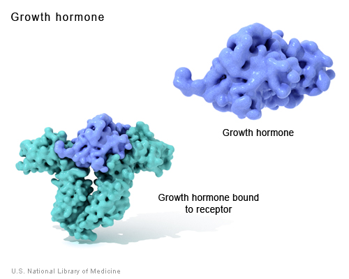 growth hormon